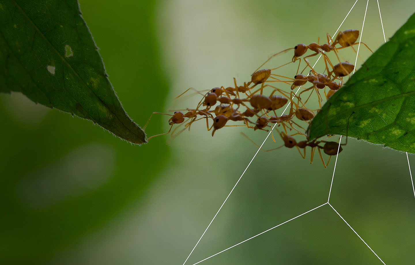 Guidehouse Ants teamwork building bridge