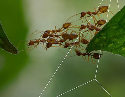 Guidehouse Ants teamwork building bridge