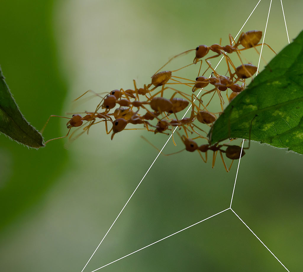 Guidehouse Ants teamwork building bridge