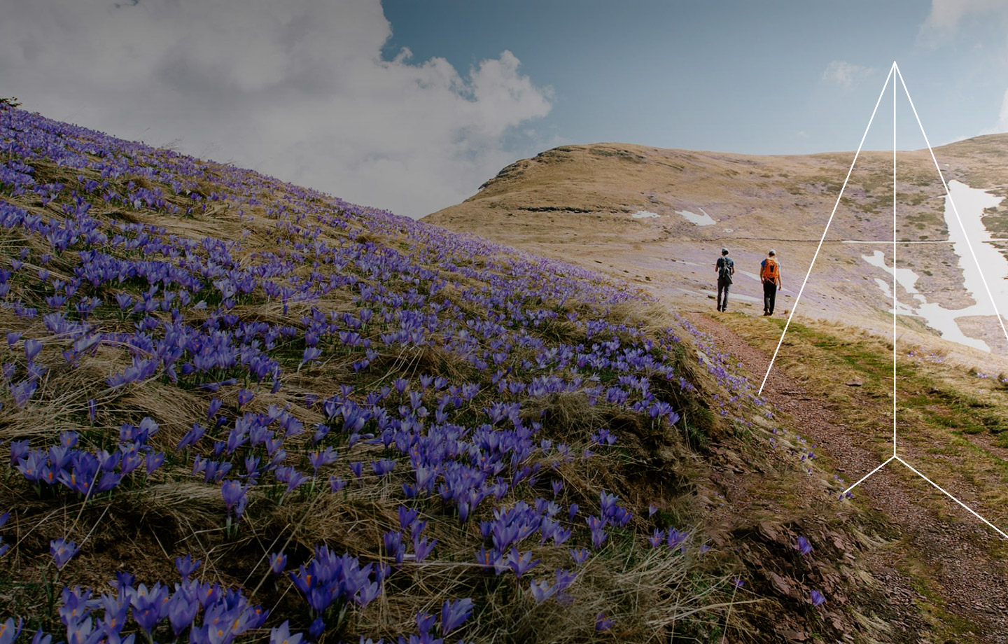purple flowers blooming on hiking trail