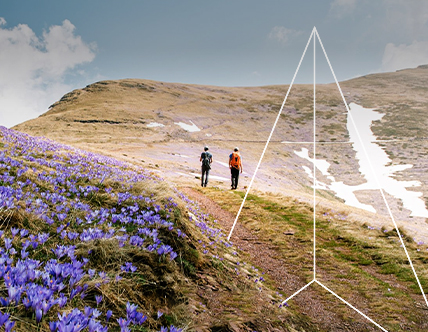 purple flowers blooming on hiking trail