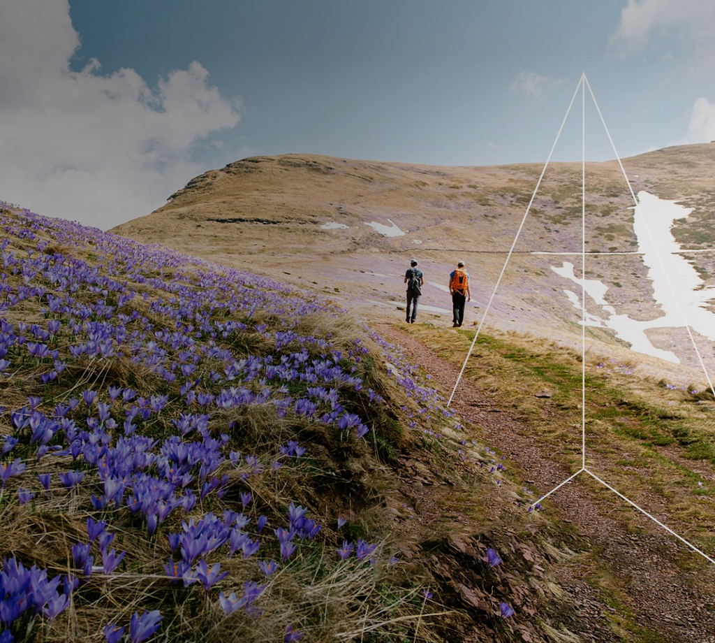 purple flowers blooming on hiking trail