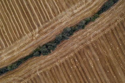 Brown landscape with trees