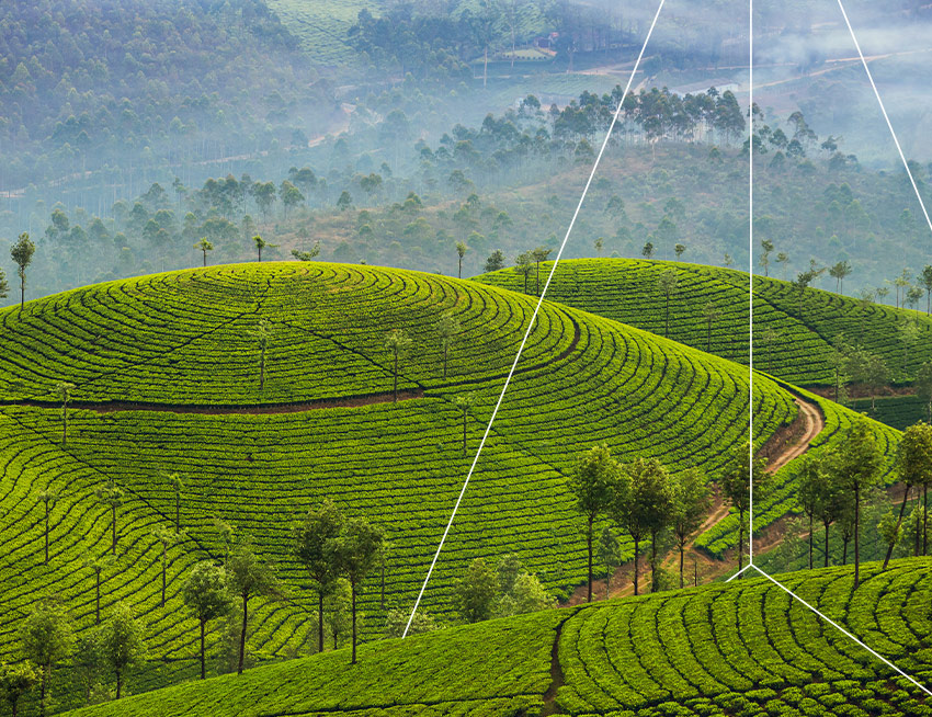 Circular grassy fields