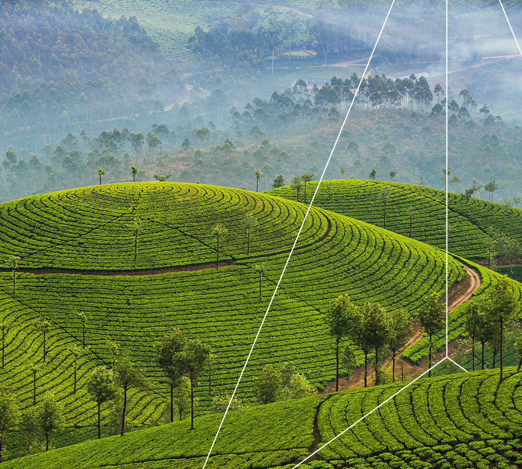 Circular grassy fields