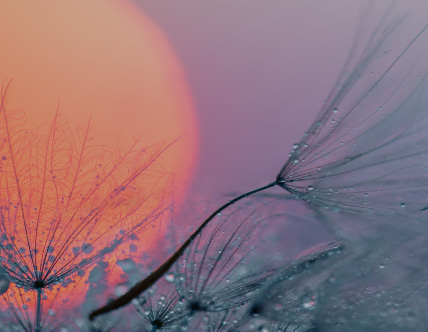 Orange sun with dewy plants