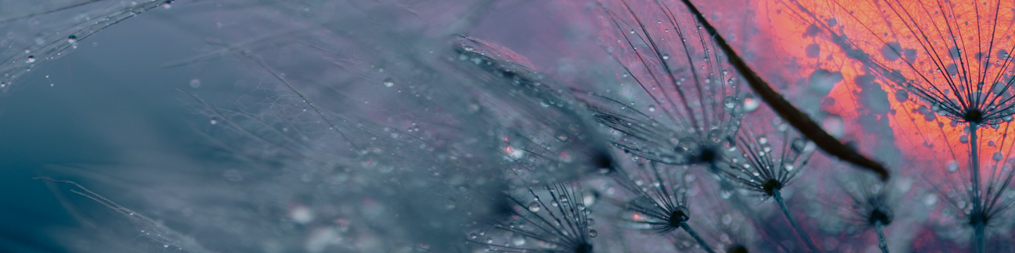 Orange sun with dewy plants