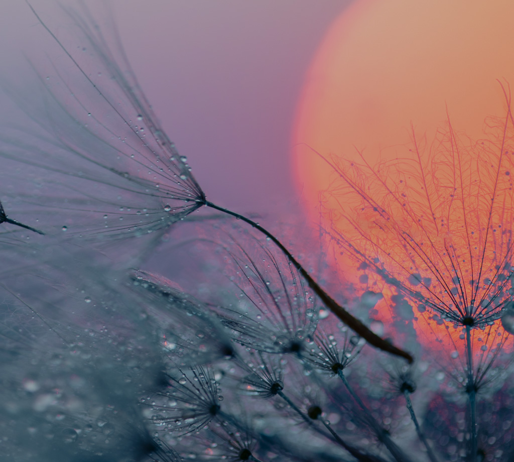 Orange sun with dewy plants